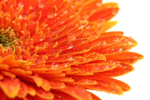 Bellissimo fiore di gerbera isolato su bianco — Foto Stock