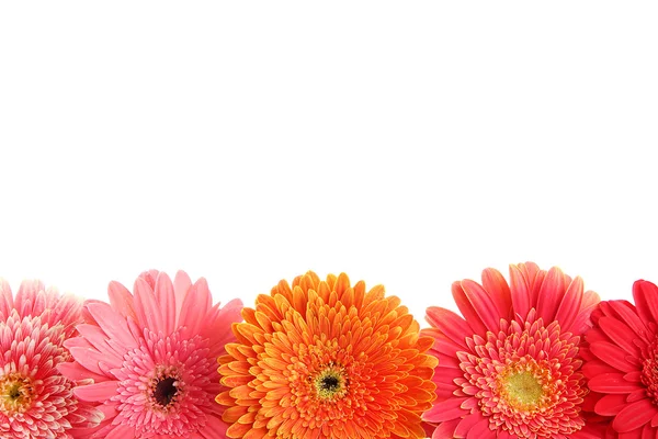 Hermosas flores de gerberas aisladas en blanco — Foto de Stock