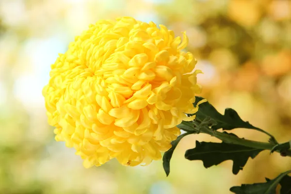 Crisantemo giallo brillante, su sfondo verde — Foto Stock