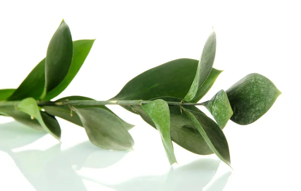 Branch with green leaves, isolated on white — Stock Photo, Image