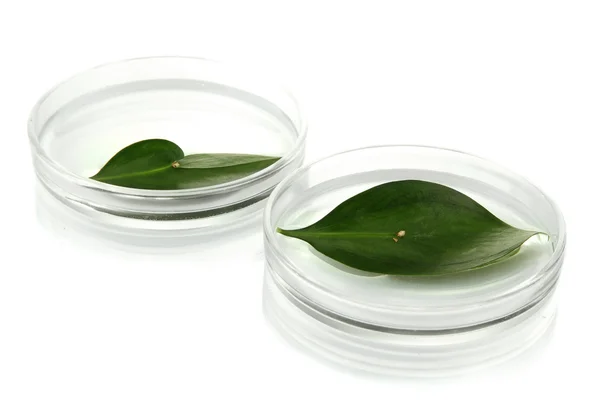 Genetically modified leaves tested in petri dishes isolated on white — Stock Photo, Image