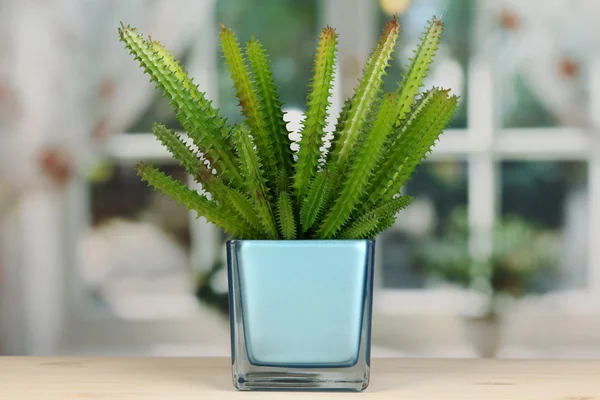 Cactus in vase on windowsill — Stock Photo, Image