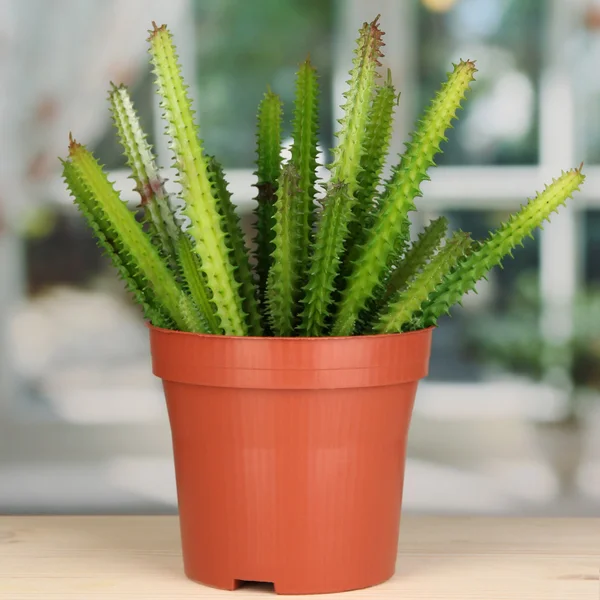 Cactus in vaso da fiori sul davanzale della finestra — Foto Stock