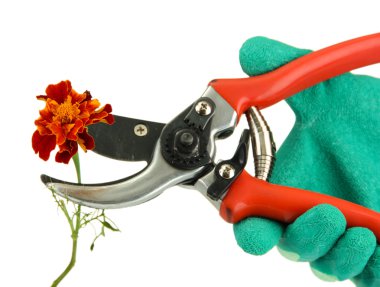 kesme çiçek ile üzerine beyaz izole kırpma makasları