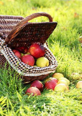 Bahçe Yeşil çimenlerin üzerinde olgunlaşmış taze elma sepeti