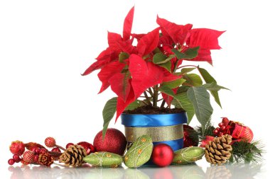 beyaz izole Noel topları ile güzel yılbaşı çiçeği