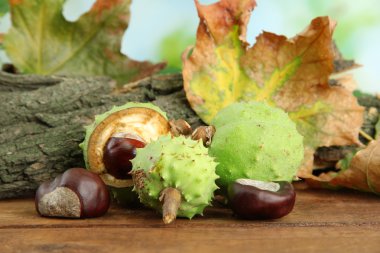 kestane ile sonbahar yaprakları ve kabuk kurutulmuş