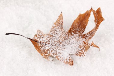 düşmüş yaprağına snow