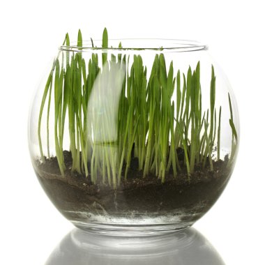 Grass in glass vase isolated on white clipart