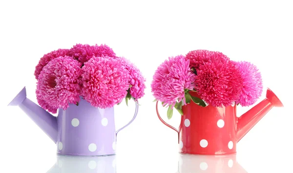 Rosa aster blommor i vattenkanna, isolerad på vit — Stockfoto