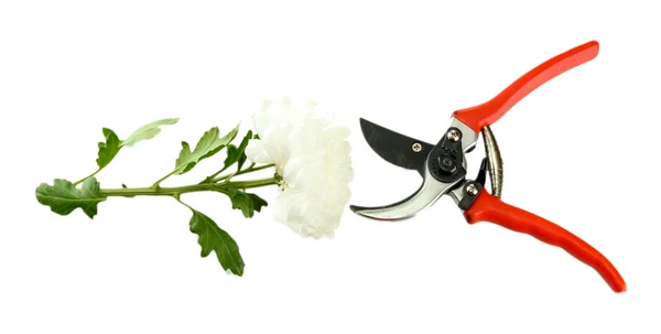 Secateurs kukka eristetty valkoinen — kuvapankkivalokuva