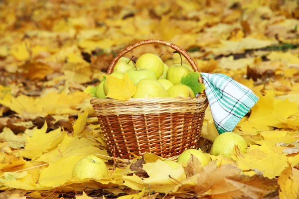 Cesta de manzanas frescas maduras en el jardín en hojas de otoño — Foto de Stock