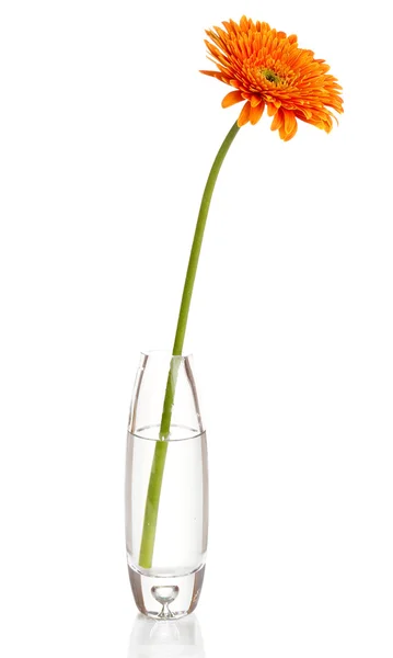 Bela gerbera em vaso isolado em branco — Fotografia de Stock