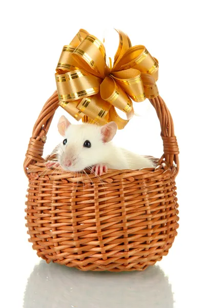 Roliga lilla råtta i korg, isolerad på vit — Stockfoto