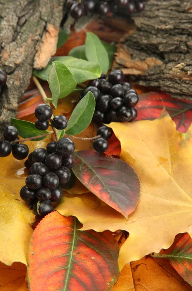 Heldere herfstbladeren en wilde bessen, close-up — Stockfoto