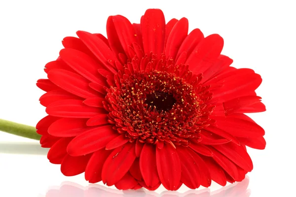 Bela flor de gerbera isolada em branco — Fotografia de Stock