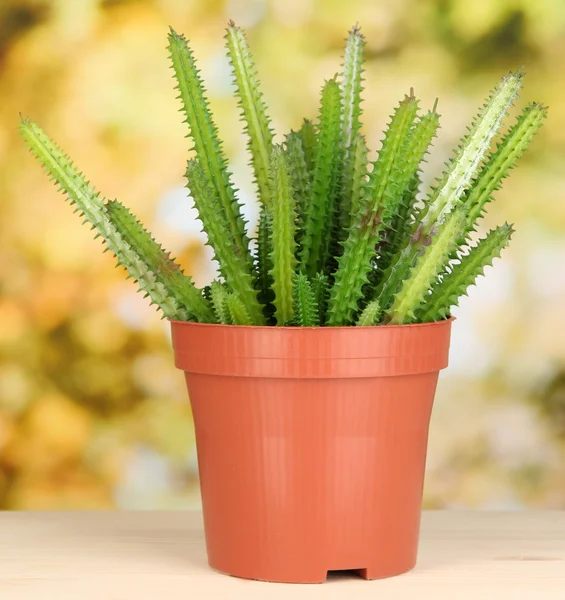 Cactus in bloempot op vensterbank — Stockfoto