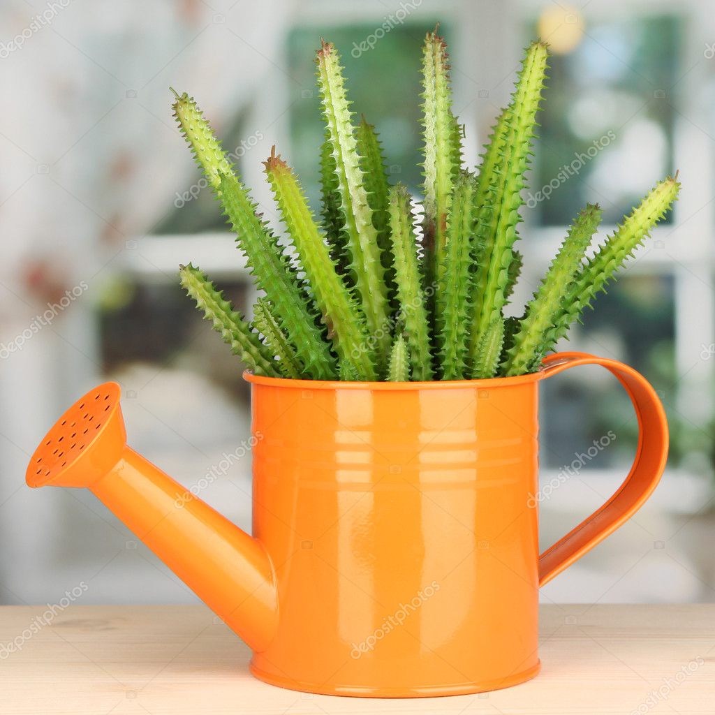 Cactus in watering can on windowsill — Stock Photo © belchonock 16875107
