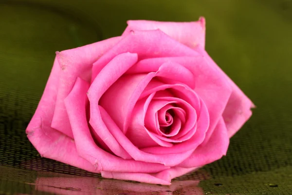 Pink rose met druppels op groene achtergrond — Stockfoto