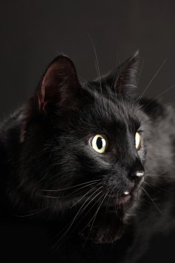 siyah arka plan üzerine siyah kedi
