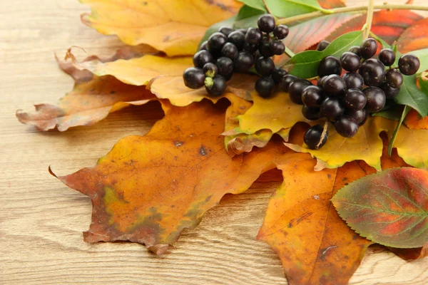 Feuilles d'automne brillantes et baies sauvages, sur fond de bois — Photo