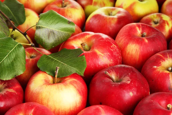 Sulu Kırmızı elma yeşil yaprakları ile yakın çekim