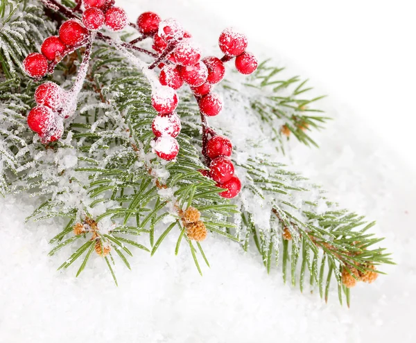 Rönnbär med spruce täckt med snö — Stockfoto