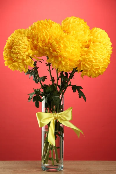 Bright yellow chrysanthemums in glass vase, on red background — Stock Photo, Image