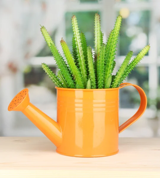 Cactus in watering can on windowsill — Stock Photo, Image