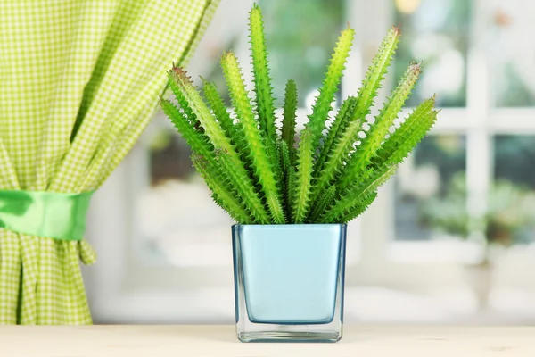 Kaktus in Vase auf Fensterbank — Stockfoto