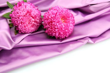 İpek zemin üzerine güzel aster çiçekler