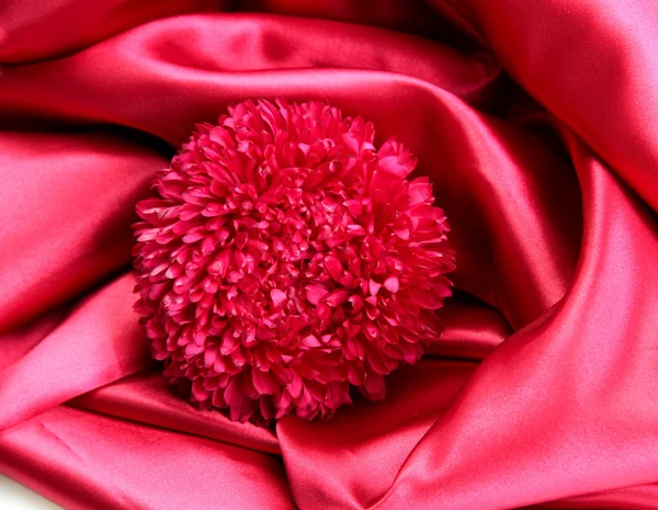 Beautiful aster flower, on silk background — Stock Photo, Image