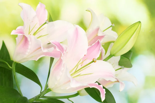 Krásné lilie na světlé pozadí — Stock fotografie