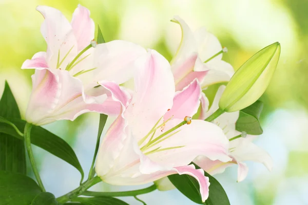 Beautiful lily on bright background — Stock Photo, Image