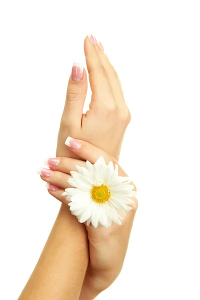 Beautiful woman hands with camomile, isolated on white — Stock Photo, Image