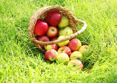 Bahçe Yeşil çimenlerin üzerinde olgunlaşmış taze elma sepeti