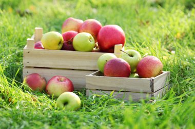 Bahçe Yeşil çimenlerin üzerinde olgunlaşmış taze elma sandıkları