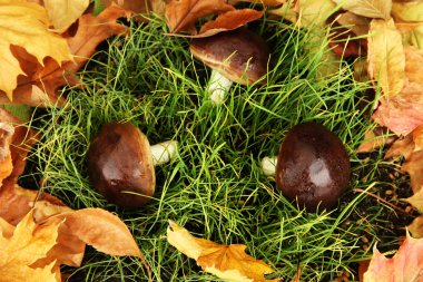 çim zemin üzerine mantar