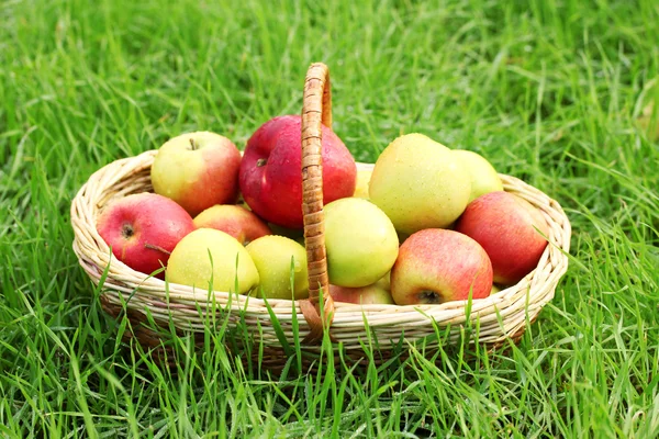 Panier de pommes fraîches mûres dans le jardin sur herbe verte — Photo