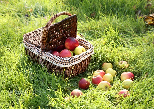 Panier de pommes fraîches mûres dans le jardin sur herbe verte — Photo