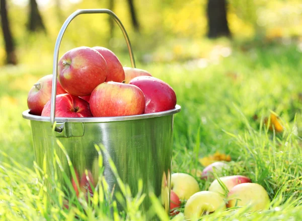 Wiaderko świeżych dojrzałych jabłek w ogrodzie, na zielonej trawie — Zdjęcie stockowe