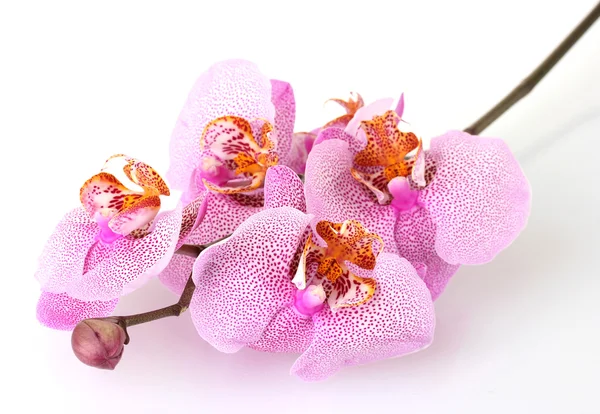 Krásná růžová orchidej, izolované na bílém — Stock fotografie