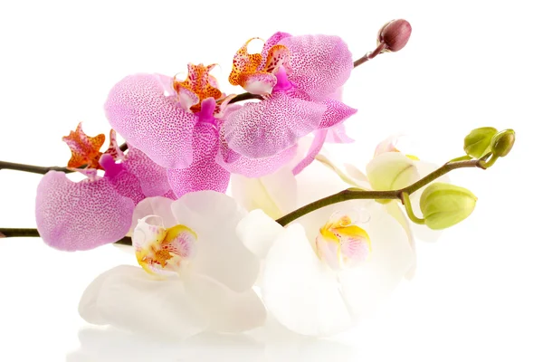 Mooie orchideeën, geïsoleerd op wit — Stockfoto