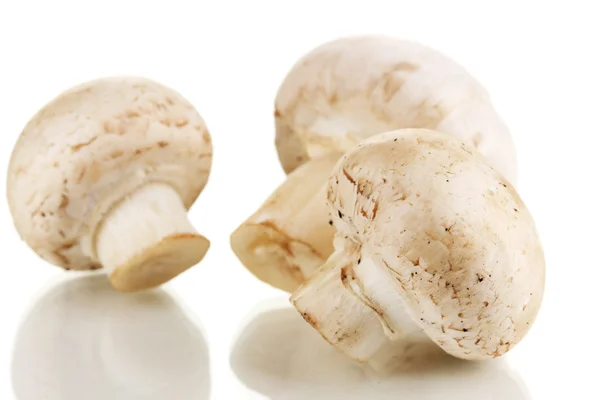 Champignons frais isolés sur blanc — Photo