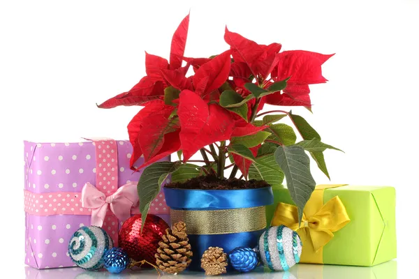 Belle poinsettia avec des boules de Noël et des cadeaux isolés sur blanc — Photo