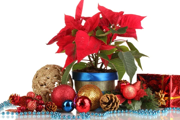 Hermosa poinsettia con bolas de Navidad y regalos aislados en blanco — Foto de Stock