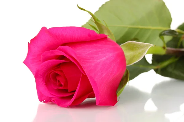 美丽的粉红玫瑰，白色孤立 — 图库照片