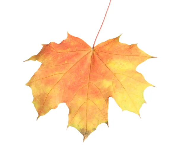 Helles Herbst-Ahornblatt, isoliert auf weiß — Stockfoto