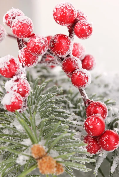 Vogelbeeren mit schneebedeckter Fichte — Stockfoto