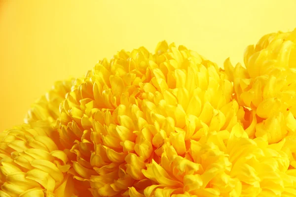 Heldere chrysanten bloemen, op gele achtergrond — Stockfoto